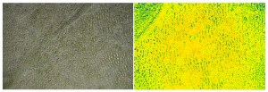 A true colour (left) and Normalized Difference Vegetation Index (NDVI, right) image of the Herschel and Komakuk vegetation types on Colinson Head.
