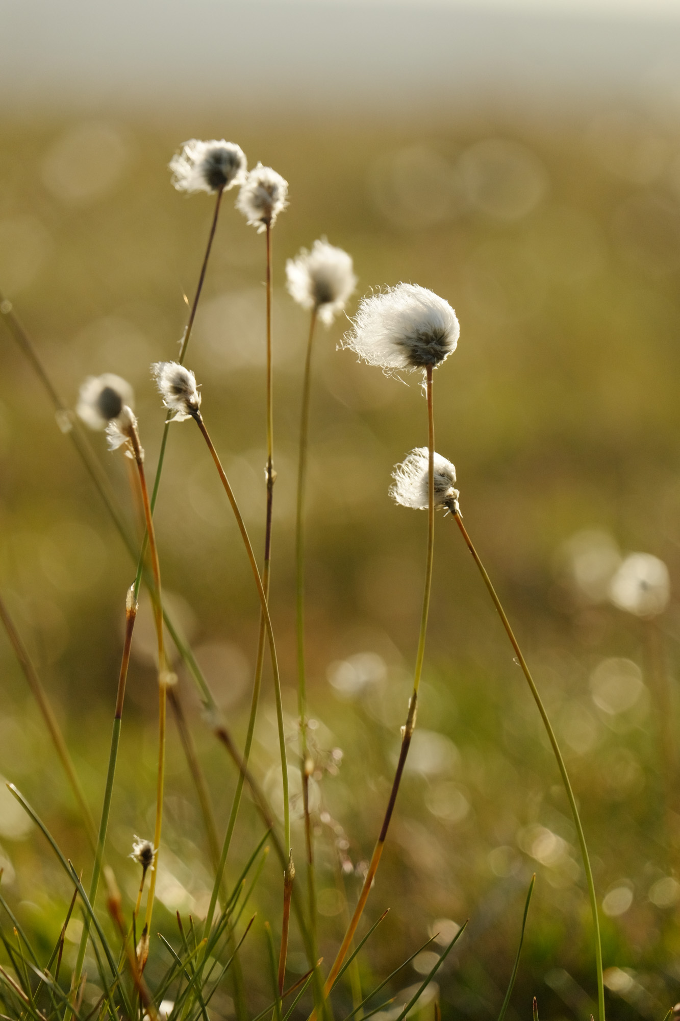 Eriophorum