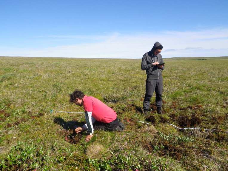 Sampling root collars
