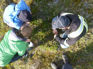 Isla, Sam and I working on the Avens plots. Photo by Cameron Eckert.