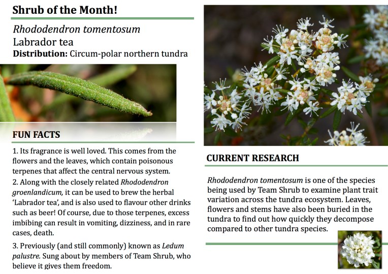 Shrub of the month - Ledum