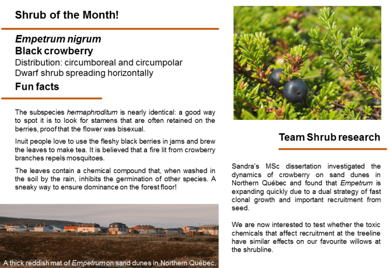 Shrub_of_the_month_Empetrum