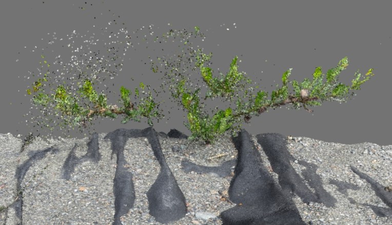 Example from the Common Garden