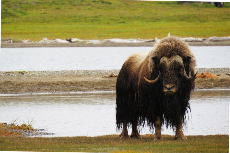 Muskox