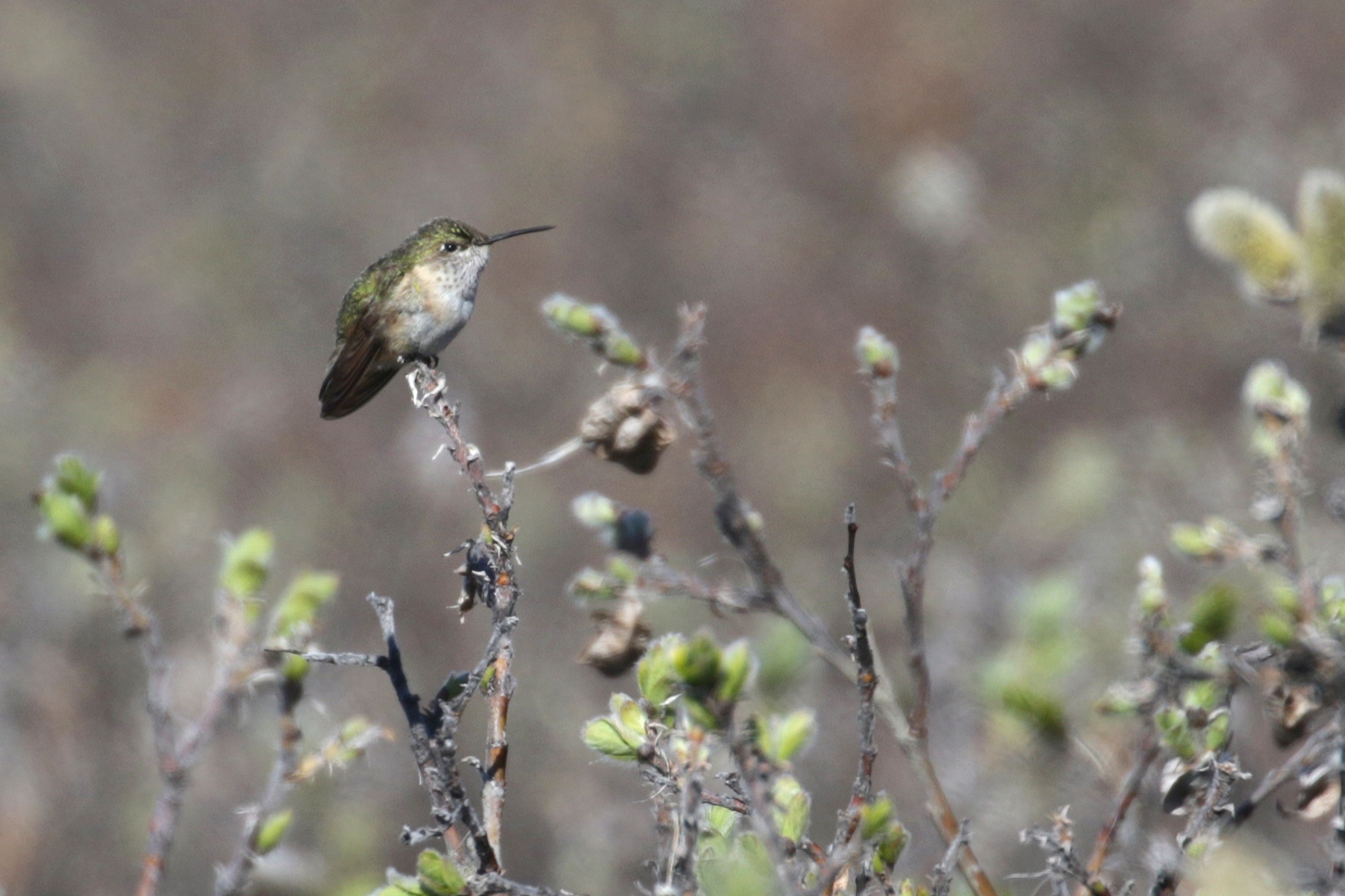 CAHU_Herschel_Is_YT_19June17_CameronEckert_1