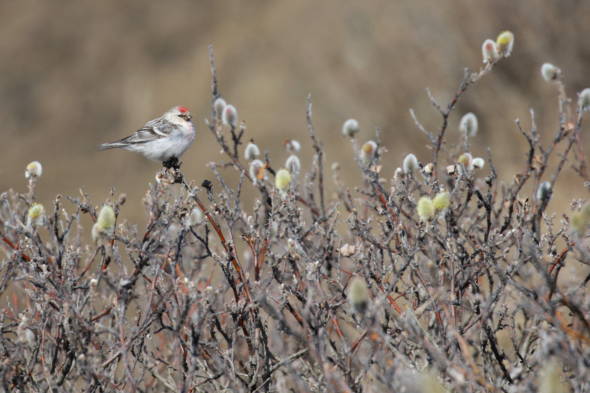 HORE_Herschel_YT_10June2017_CameronEckert