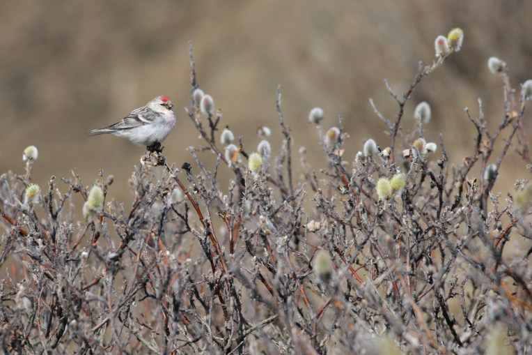 HORE_Herschel_YT_10June2017_CameronEckert
