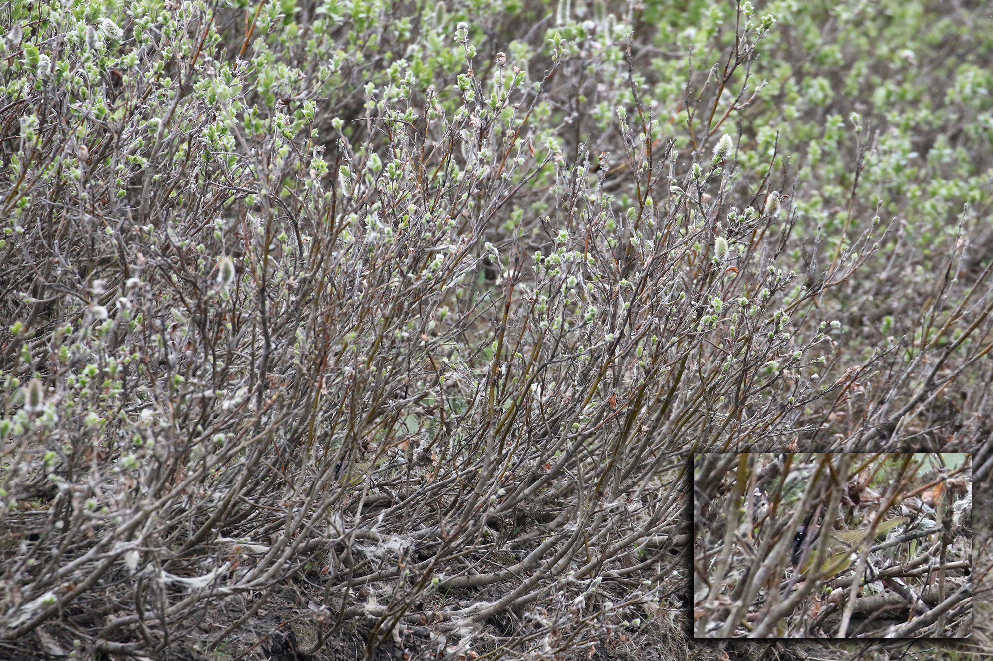 MACW_Herschel_YT_19June2016_CameronEckert_comp