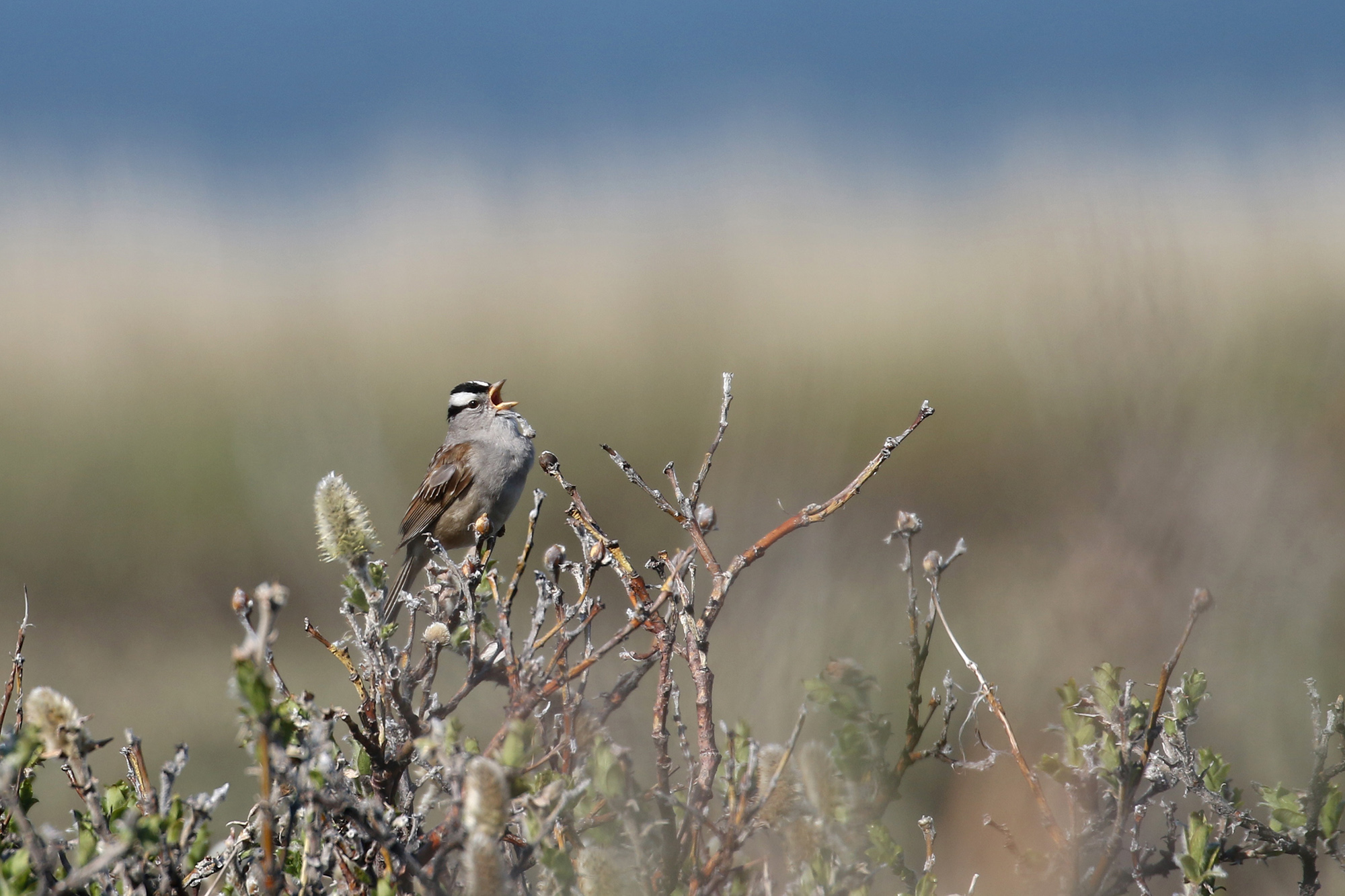 WCSP_Herschel_YT_18June2016_CameronEckert