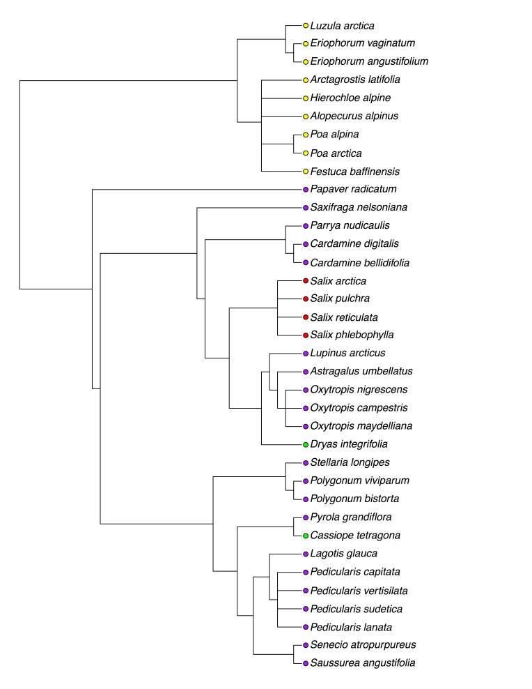 QHI Phylogenetic Tree
