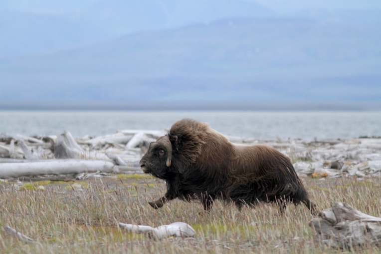 Muskox_running